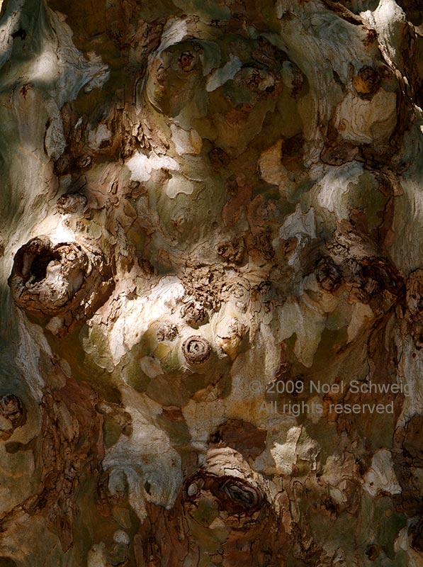 Noel Schweig Nature Photography