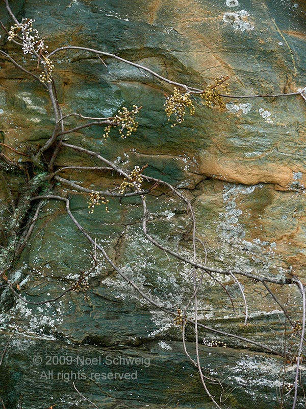 Noel Schweig Nature Photography