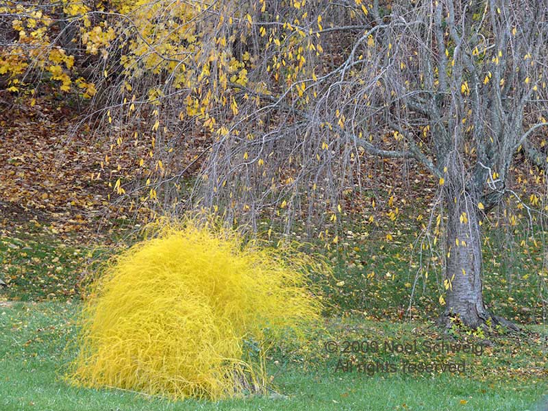 Noel Schweig Nature Photography