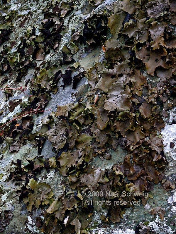 Noel Schweig Nature Photography