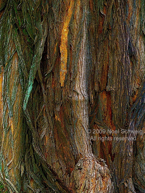Noel Schweig Nature Photography