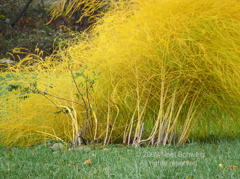 Noel Schweig Nature Photography