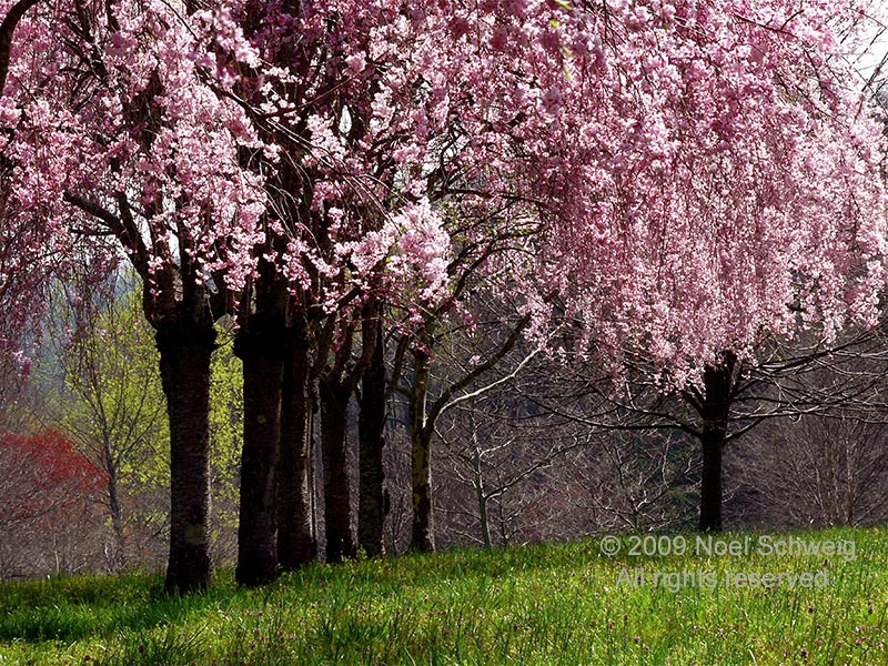 Noel Schweig Nature Photography