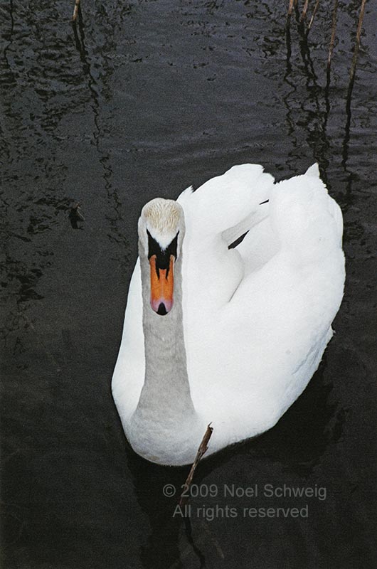 Noel Schweig Nature Photography
