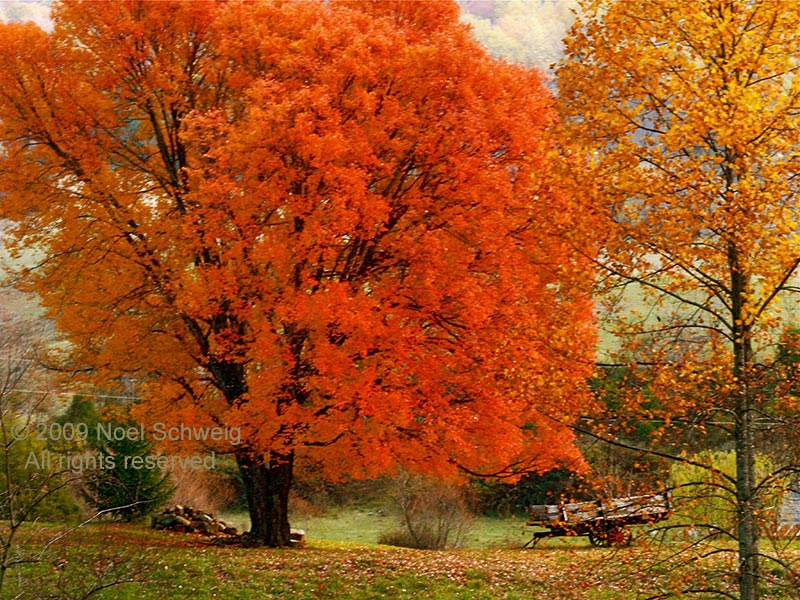 Noel Schweig Nature Photography
