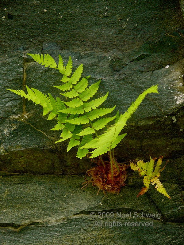 Noel Schweig Nature Photography
