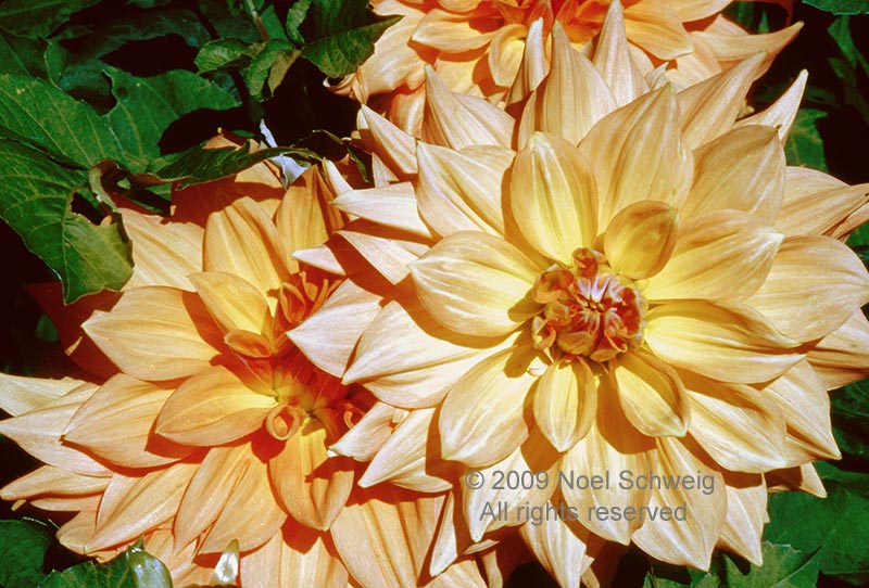 Noel Schweig Nature Photography