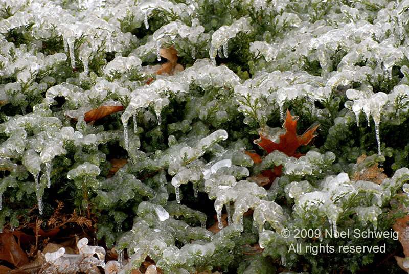 Noel Schweig Water and Ice #11