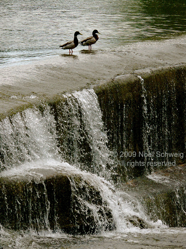 Noel Schweig Water and Ice #13