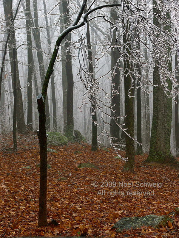 Noel Schweig Water and Ice #15
