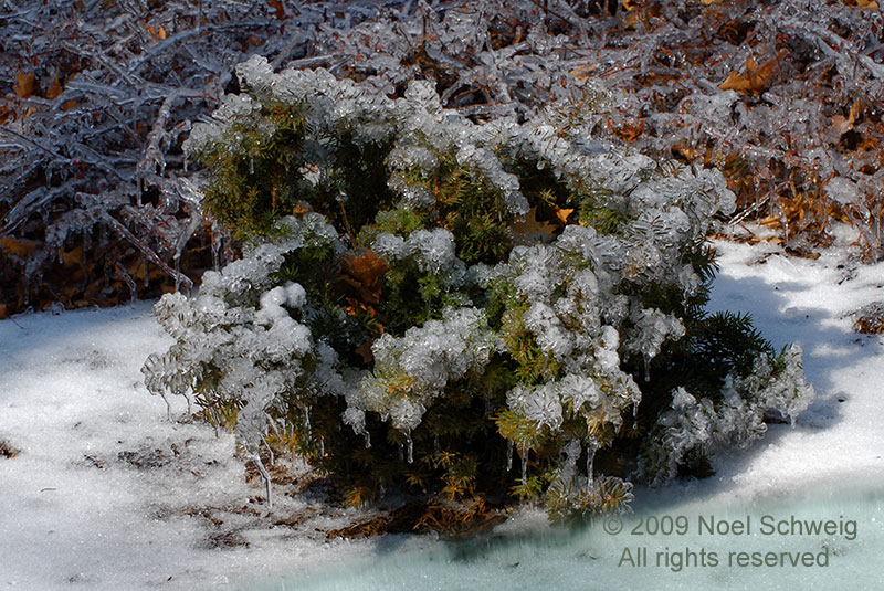 Noel Schweig Water and Ice #9