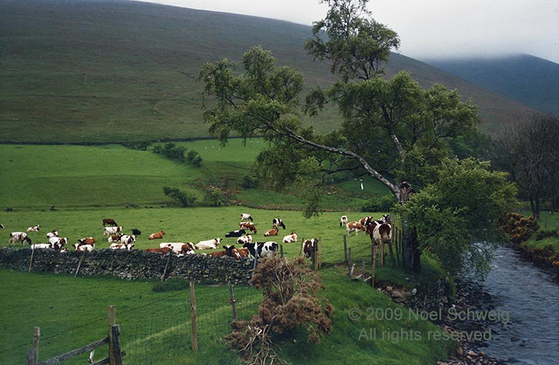 Noel Schweig Landscapes #13