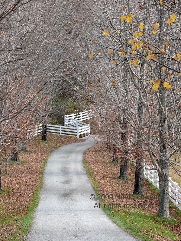 Noel Schweig Landscapes #19