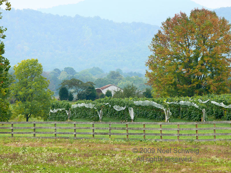 Noel Schweig Landscapes #22