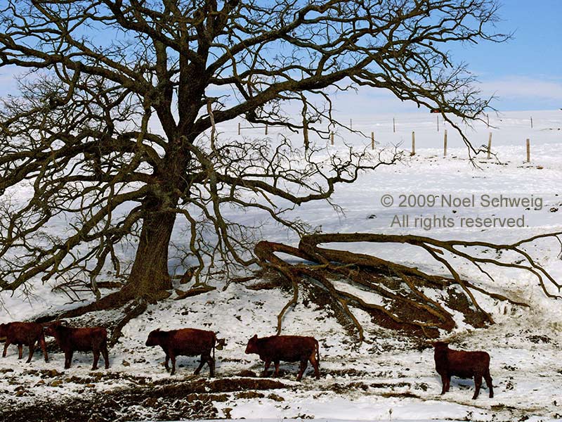 Noel Schweig Landscapes #8